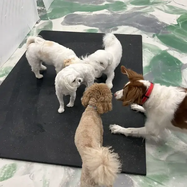 Dog enjoying a boarding stay at K9 Rox Club